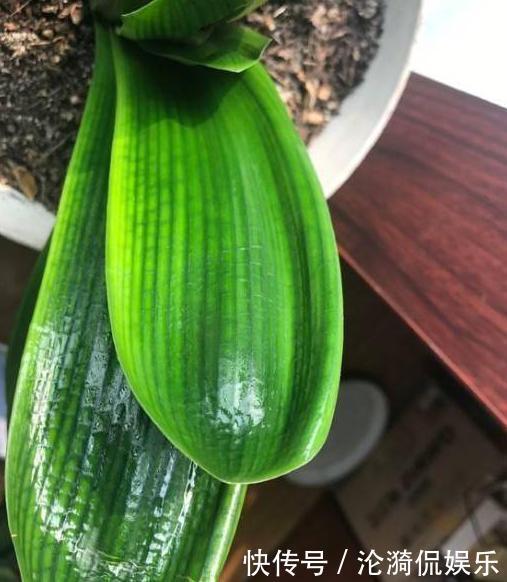 废油|养君子兰,盆边埋上几粒“豆”,比啥“废油”都靠谱,叶肥根系壮