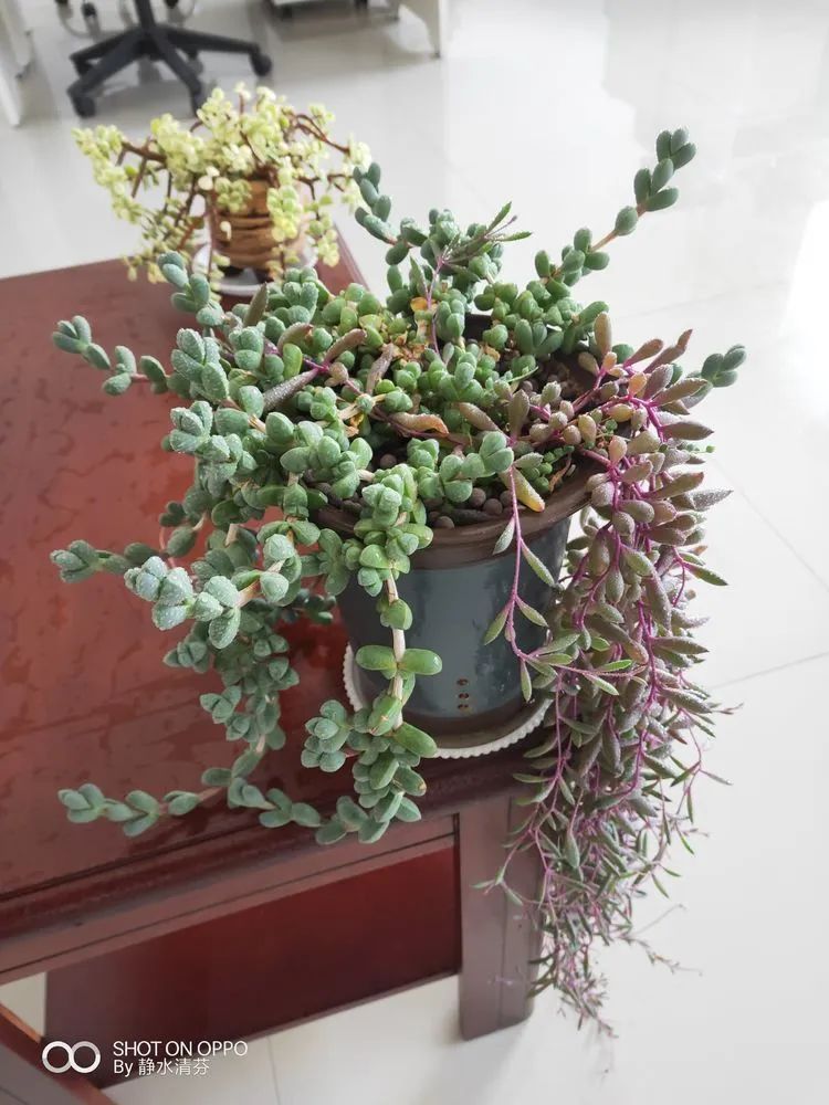 状态一般的多肉们,在我这儿已经是最美的存在了!