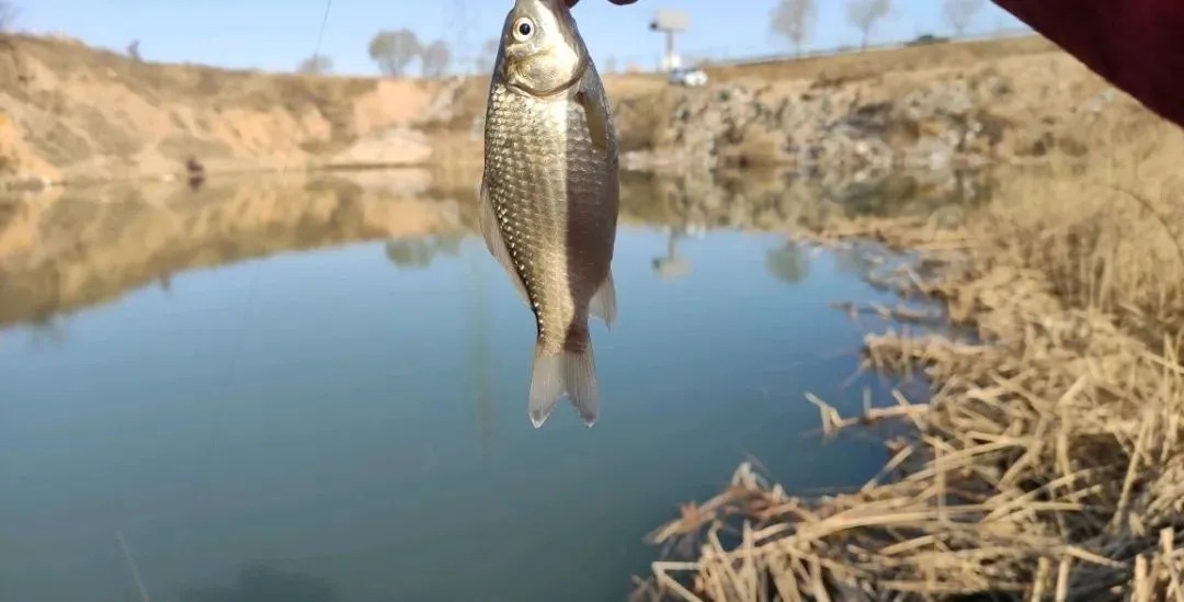 冬季野钓,不是哪里都有鱼,避开四个“空军位”,鲫鱼排队咬钩