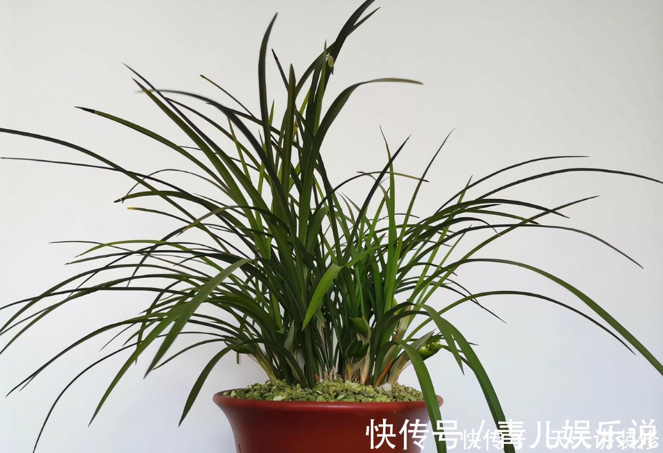 花友们|家中的兰花盆栽多年不开花,究其原因,不过是这3点没做好罢了