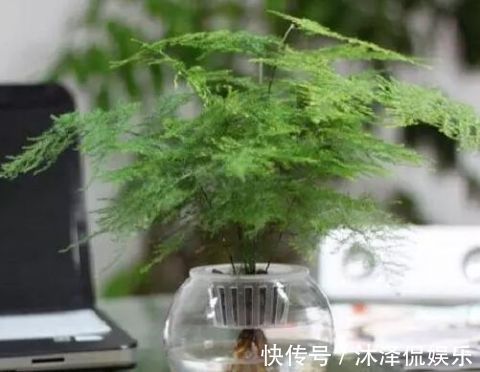 卧室放什么植物盆栽好给你推荐8款不用费心了,净化空气没烦恼!