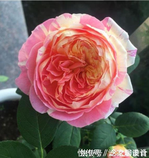 养花公认“最美”4种花,美不胜收,特别适合养花新手!