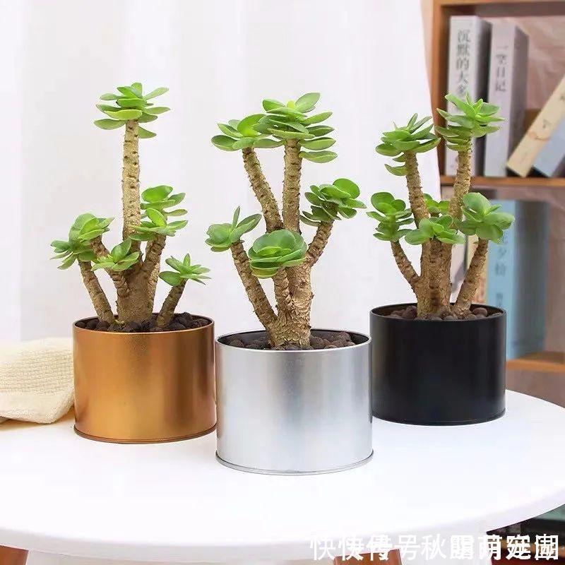 叶片|八种命里带“钱”的植物，家里养一盆，招财又旺运，你家养了几种