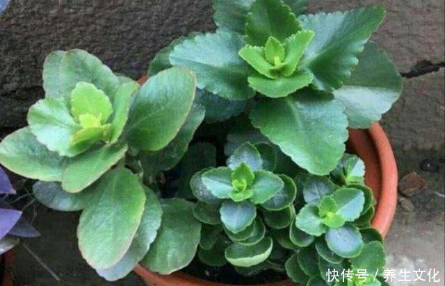 过完年要扦插2种花，生根快，好成活，当年就能开花！