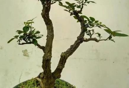 很好辨认的1种藤本植物,别轻易触碰,却是制作盆景的优良素材