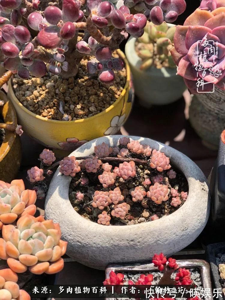 多肉花园梦青春正好,梦想趁早,别坐等自己变老!