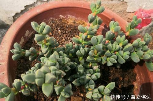 多肉|3种多肉别再室内养，养花大神都避开，你也别再当作宝！
