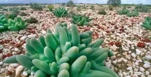 高温引起的多肉黑腐该怎么解决?如何预防黑腐病一定要知道!