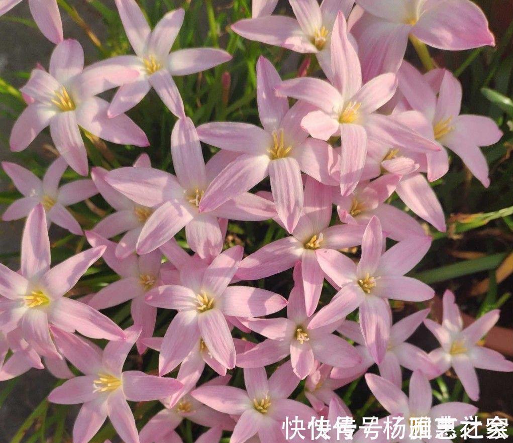 懒人|懒人也能养好的3种盆栽，不怕冷不怕热，长得壮实又有花