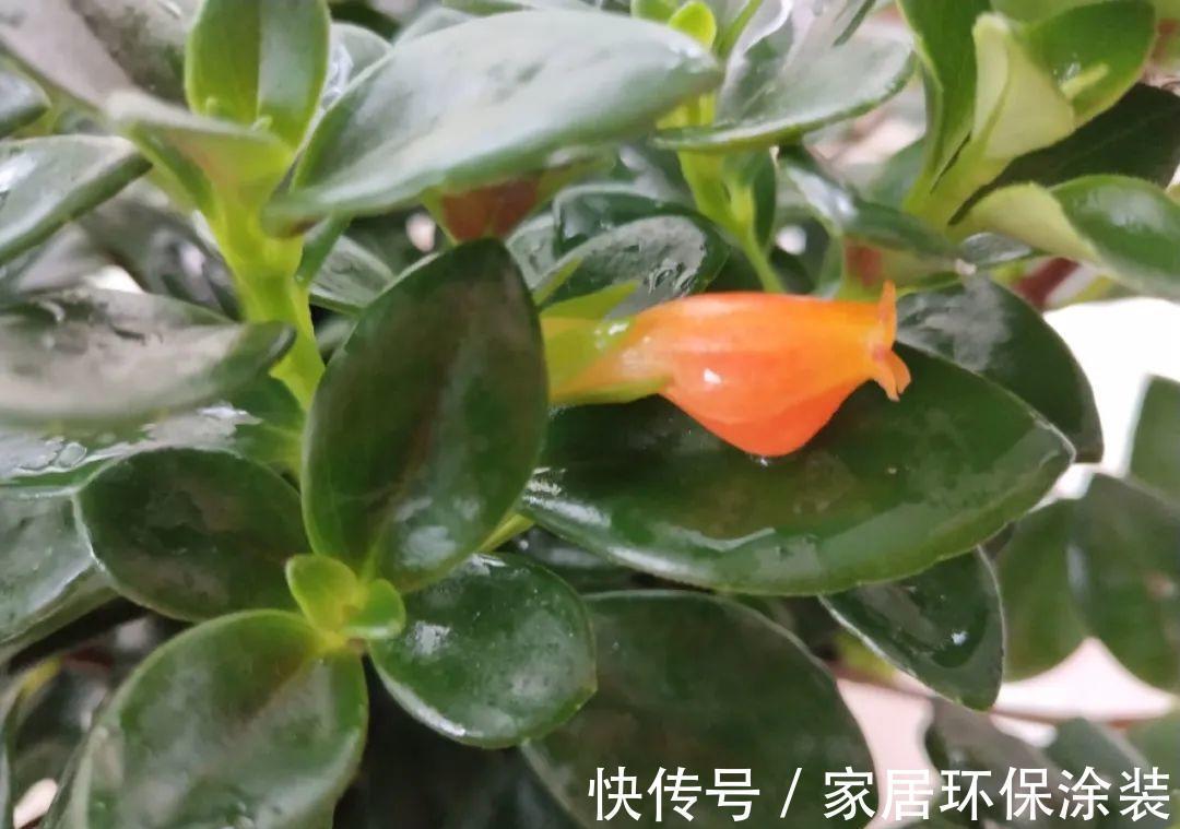 7种花养老桩不好,多扦插、养嫩苗,才能年年开花