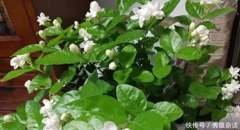 枝条|养茉莉花,盆里放几粒“小东西”,花儿怒放、芳香,一年开花不断