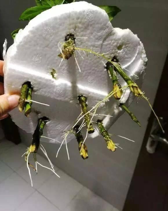 做芽苗菜|家里的塑料油桶别扔,有3个“妙用”,种菜效率高,扦插生根快