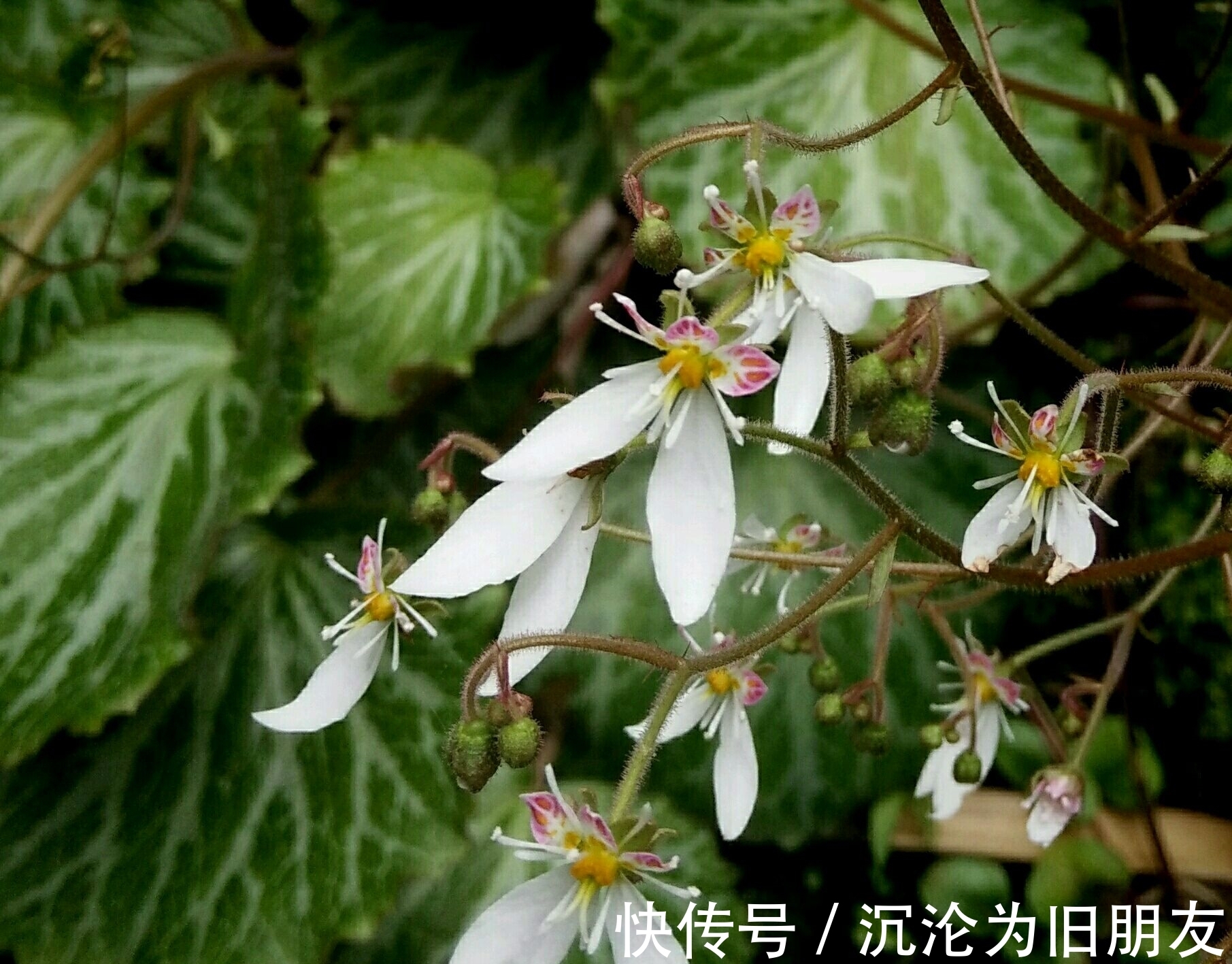 此花生命力顽强，能够在岩石裂缝处生存生长，象征着有较长的坚持