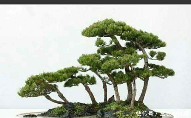 制作丛林式盆景一定要注意这几个问题