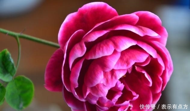 佳品|最艳的月季花品种,超级勤花,味道极香,抗病性很强,是盆栽佳品