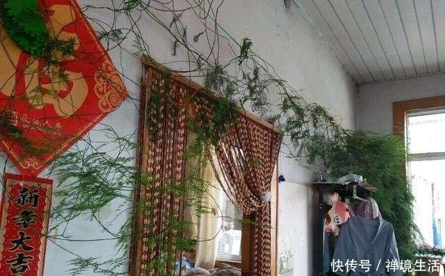 文竹长太高怎么办教你养出矮、壮、密的株型，放在书桌萌萌哒！