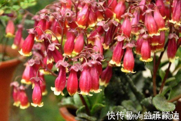 丁香花丁香花|4种花养了就爆盆，好养易活开花漂亮，浇水就疯长，爆盆很容易