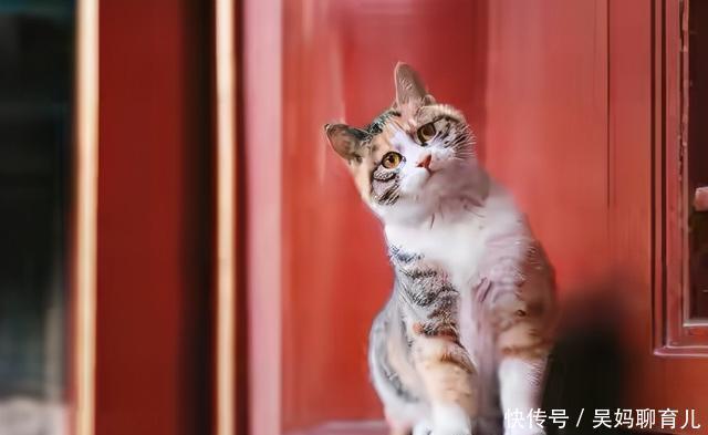 故宫有191只猫,网友争着撸。故宫:别急,还有18只瑞兽