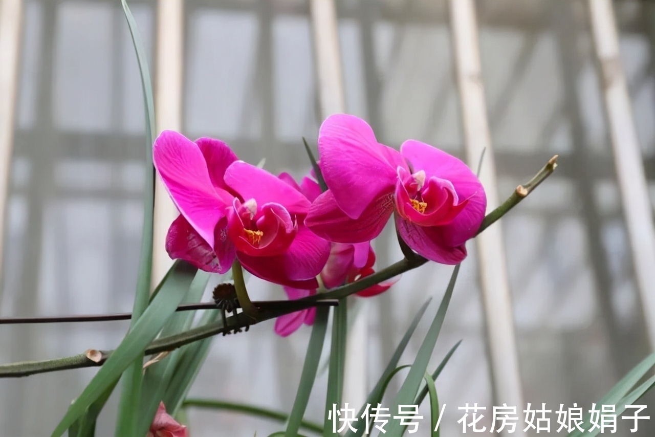 这9种花卉适应性强，各种抗性较高，适合在室内的环境中栽培