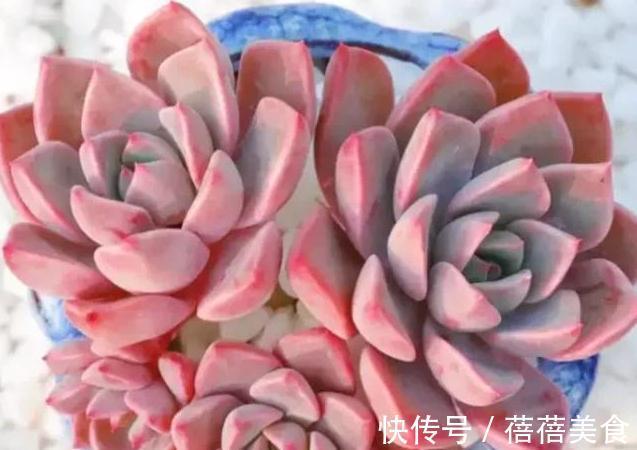 冬天值得你拥有的8种粉色多肉,好养护又漂亮