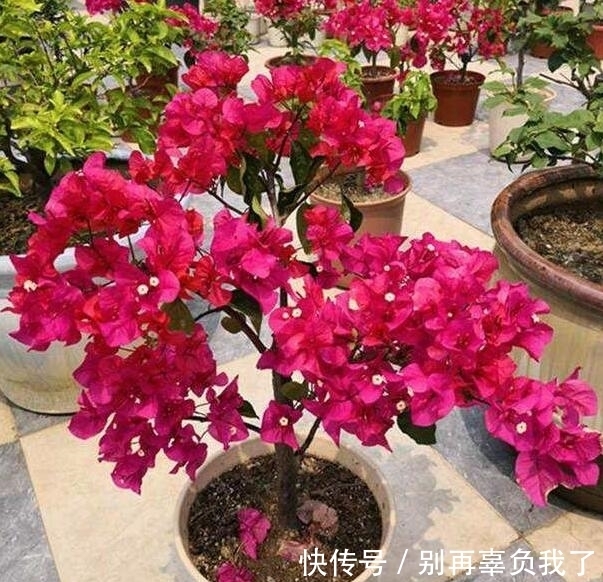 妙招|三角梅烂根还有救吗?教你3个挽救小妙招,让三角梅“起死回生”