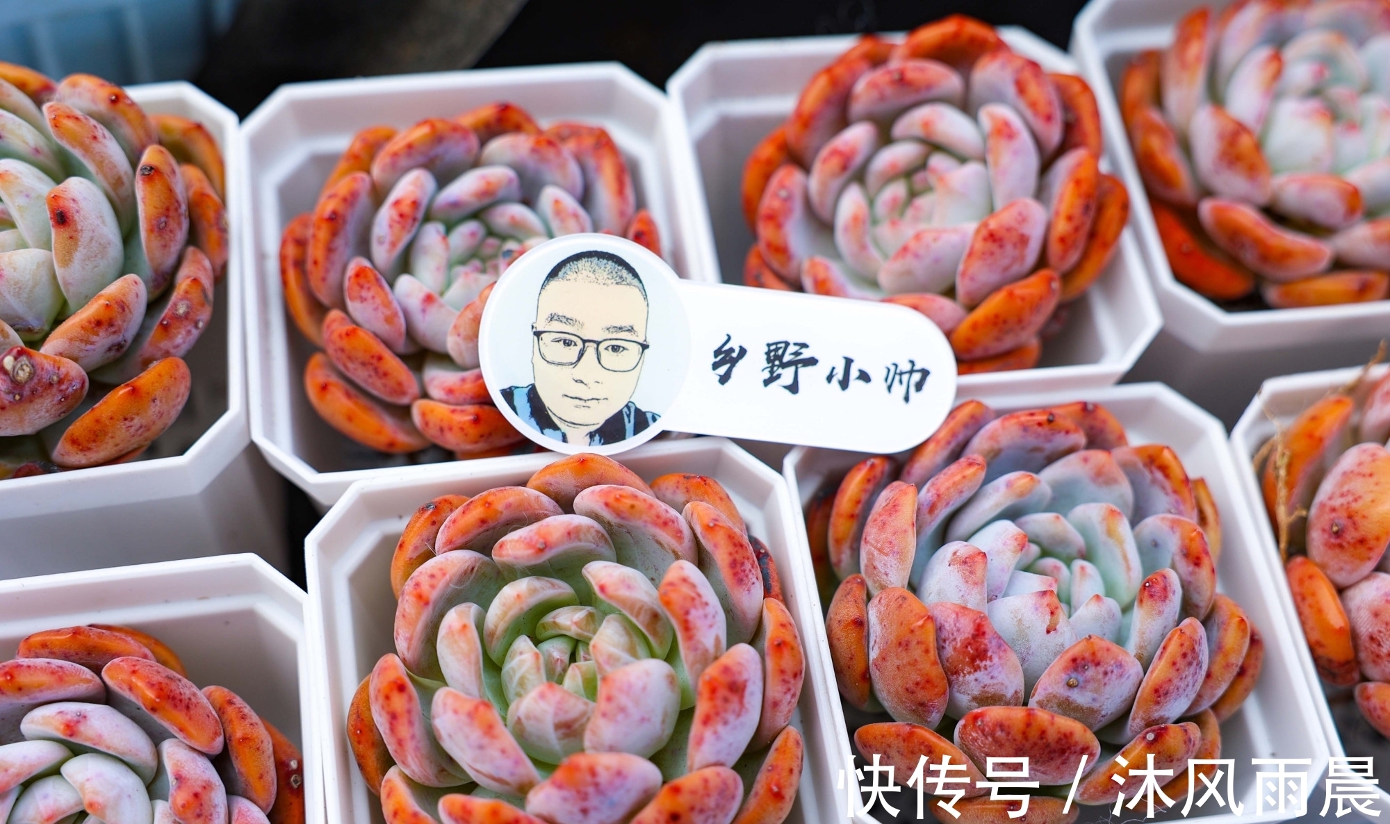 多肉|多肉如果出现这几种情况，可以适当换换盆，秋天会长得更好