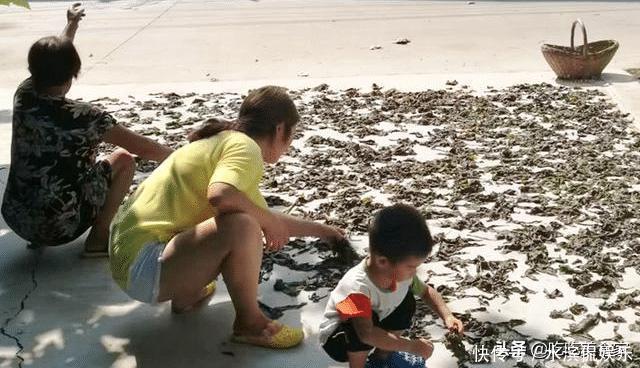 宝贝|很多人只吃种子,其实叶子才是宝贝,如今20元1斤供不应求