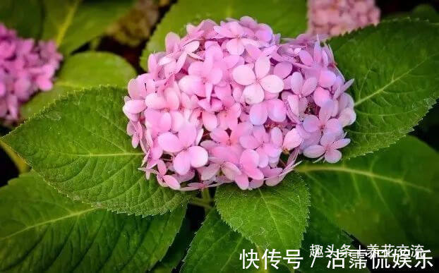 绣球花盆栽买回家叶子长白斑，几天没打理，整棵植株都变白