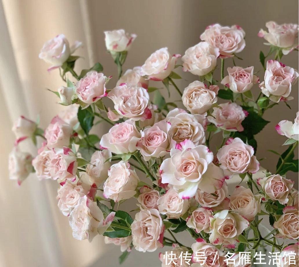 5种花“漂亮花”,十月大降价,便宜也别买,白白浪费钱