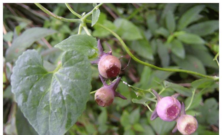 树林下一种金钱豹花,名字强势,体积娇小,殊不知,是种名贵草药