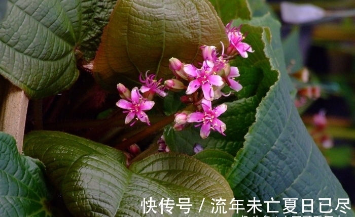 此花叶大花小,外形奇特,鲜艳而水灵,融合在一身,毫无违和感