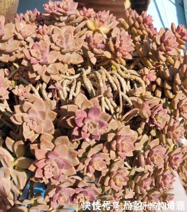 玉树|花盆越浅,开花越多,不信你试试!花盆越浅,开花越多,不信你试试!