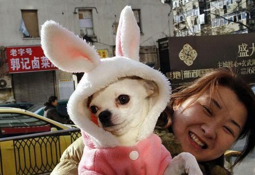 神奇 吉娃娃自学技能 把大白熊犬当马骑 在其背上坐立自如 快资讯