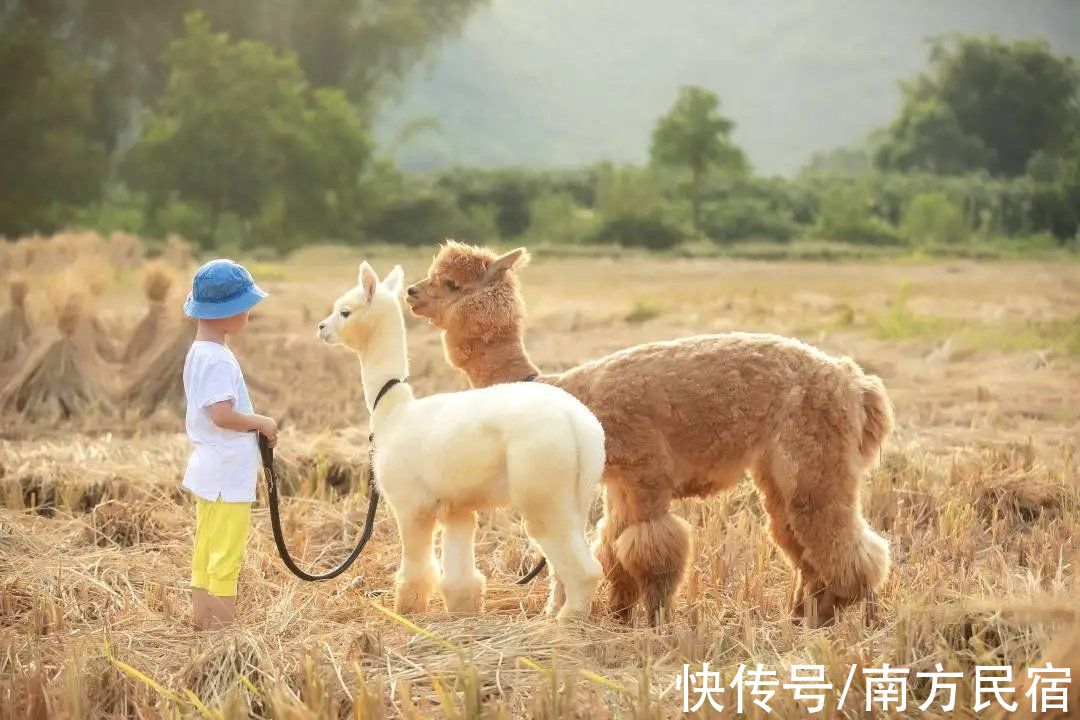 旅宿|隐匿在阳朔20元人民币中风景里的网红民宿，人在画中游丨芒果旅宿