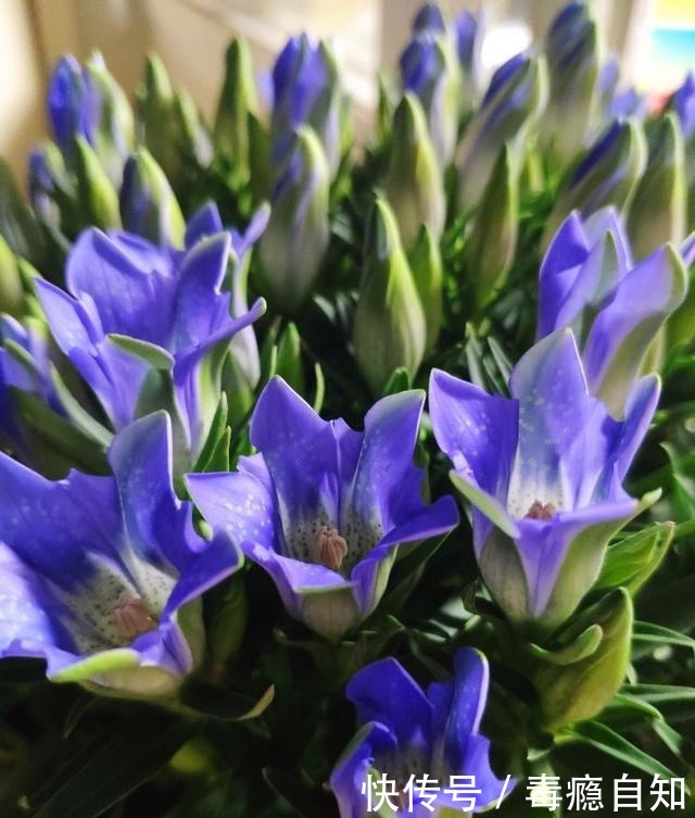 在家养6种花,越冷越开花,冬天也有花赏!