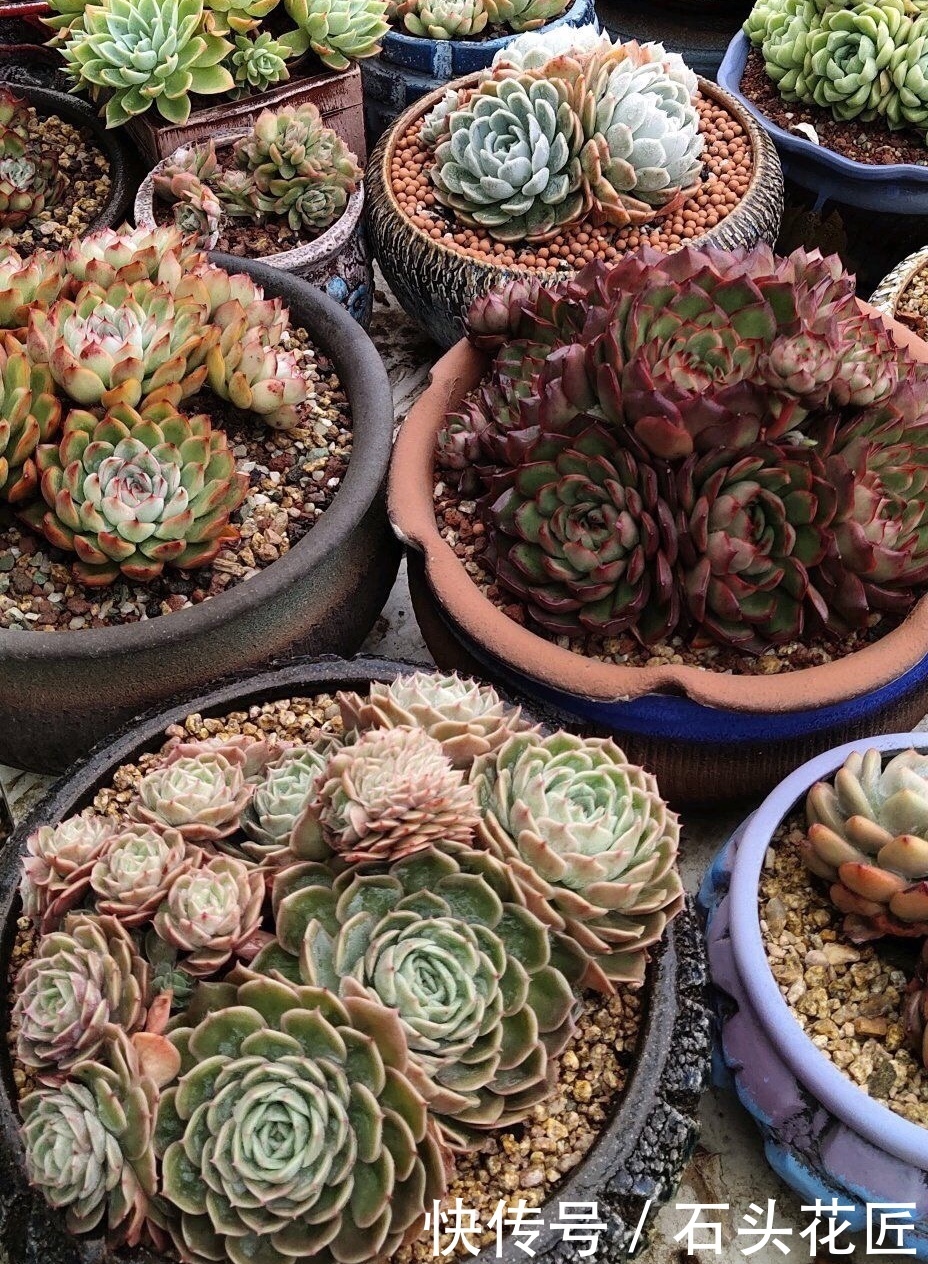 解决|摆了1墙壁的多肉,徒长“大长腿”、远看像绿萝,教你3个方法解决