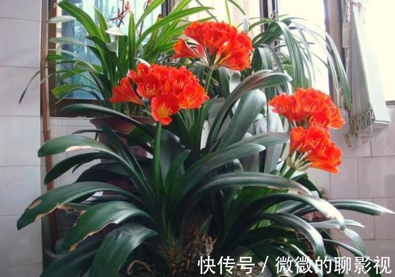 12月养3种花,别急着搬进室内,丢在外面冻一冻,花苞更多开得艳