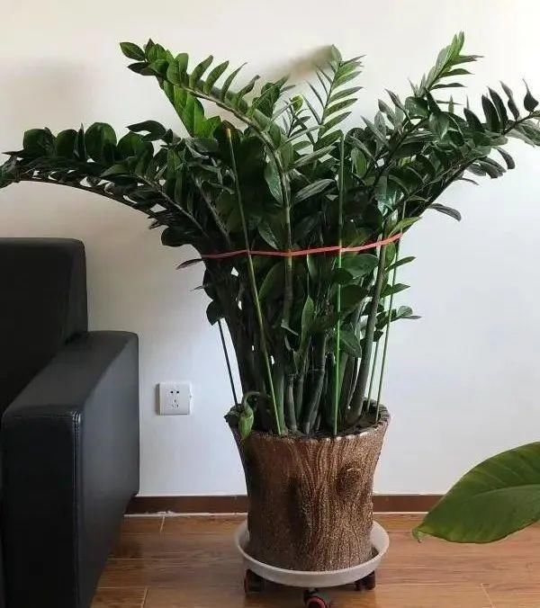 5度以下，常见的21种花必须断水，不然都烂根了