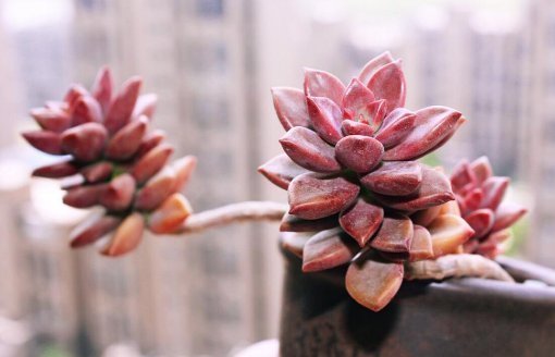 不死鸟|最好养的这些多肉植物,越懒越心动,养开后肉嘟嘟的可爱