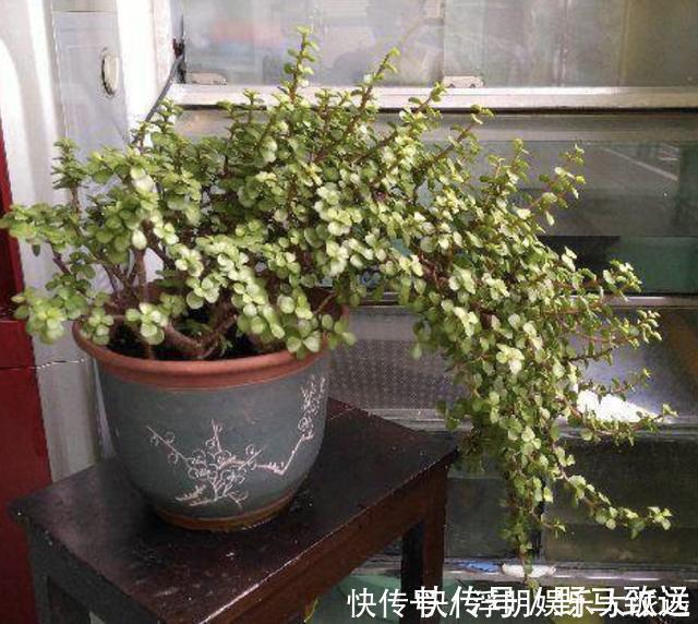 金弹子|夏季养不好绿萝,不如养“2种树”,平时只浇水,长成盆景,美!