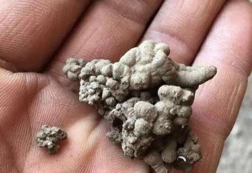 土壤|养花常浇1种水,不用年年换盆,土壤松软,10年不黄叶!