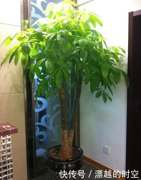 3种花自带“财气”,家里养一盆,财源广进、日子越来越红火