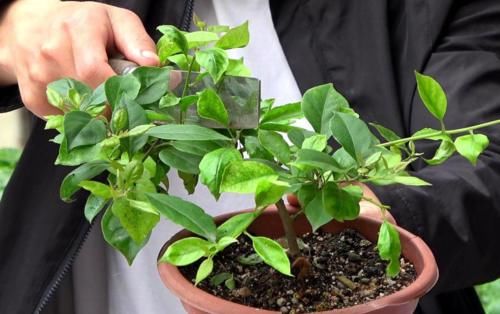 如何正确给三角梅催花，巧妙使用磷酸二氢钾，三角梅开花不断