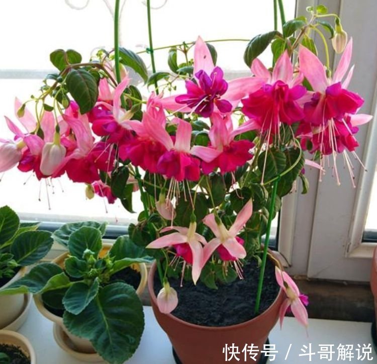 4款艳美的花卉，好养易爆盆，惊艳如花球，美翻了
