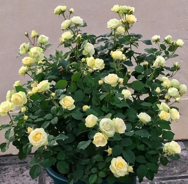 什么叫月季横拉月季横拉的枝条开花后如何修剪