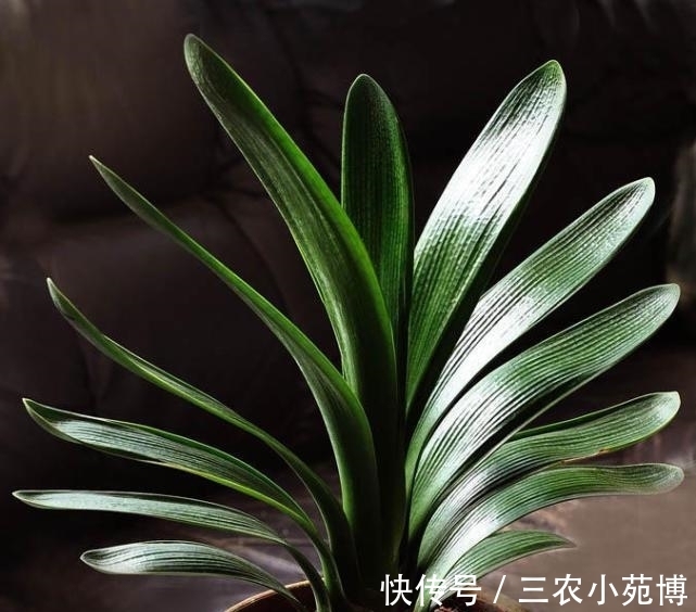 小伟|小伟教你如何让君子兰快速的生长