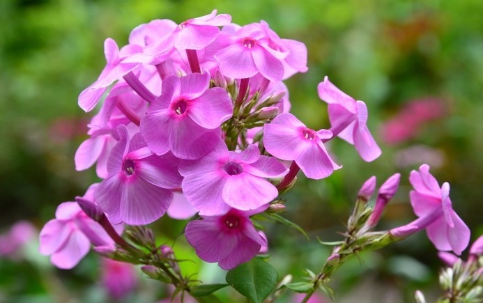 可以长达一年的花，养它再值不过了，喜欢花的朋友可以试试！