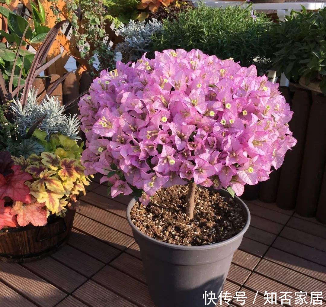 缓释肥|初冬扦插的三角梅,做好这两点,平稳度过一冬天