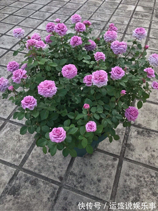 喜欢玫瑰,不妨养盆优良月季“水星王阳台”开花爆盆,神秘而冷艳