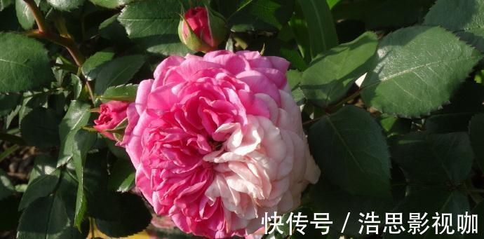 玫瑰|喜欢菊花，不如养盆“精品玫瑰”伯爵夫人，古典优雅，美不胜收！